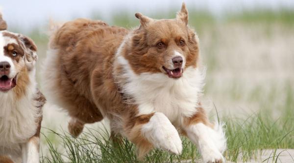 10 lucruri sperie cainii cum gestionezi situatiile stresante