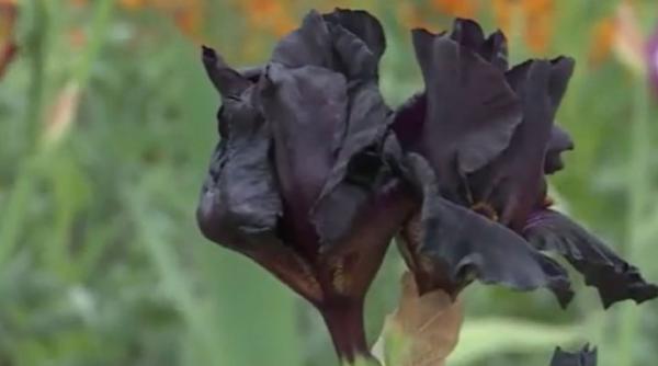 iris negru dulce extract zahar floare