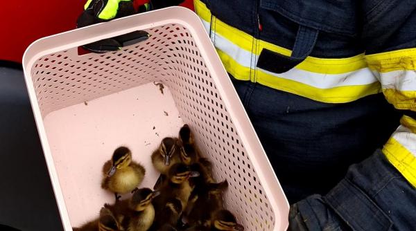 pompierii constanteni salvare ratuste blocate