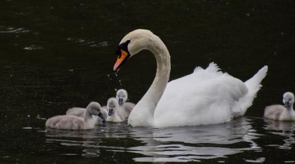 adolescenti omorat mancat lebada