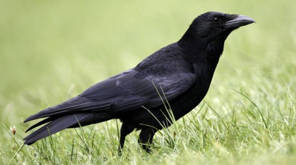 cultura agricola 100 hectare distrusa ciori