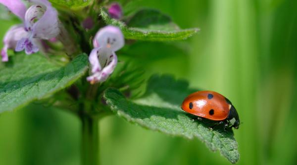 ce inseamna cand vezi buburuza legende simboluri