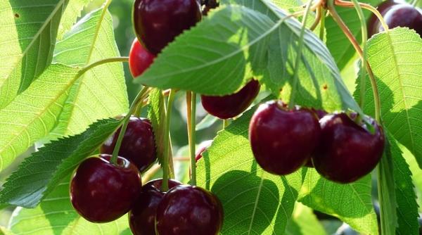 productie cirese afectata vreme rece cat costa kilogram piete