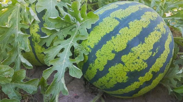 solutie cultivare pepeni dulci mari important sa stii