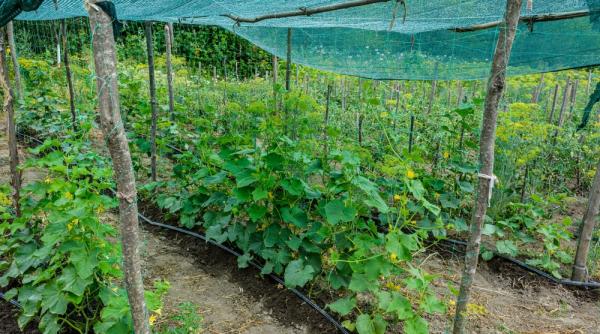 3 moduri in care poti utiliza plasele de umbrire pentru gradina ta