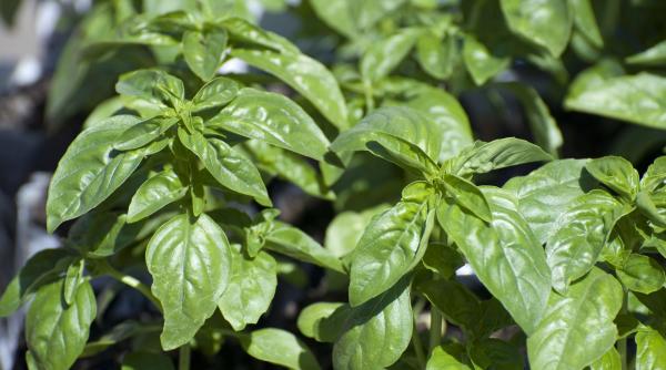 9 plante alunga tantarii casa gradina