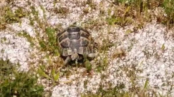 broasca testoasa dobrogeana protejata lege vanzare internet