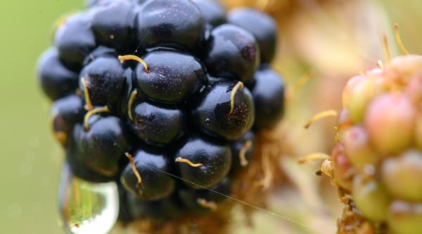 mure comori sanatate plante medicinale dieta