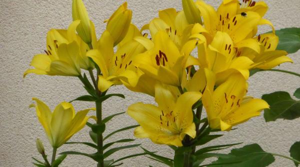 ce trebuie sa stii pentru a te bucura de frumusetea crinilor din gradina ta