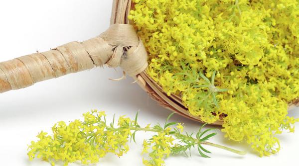 alifie dragaica planta sanziene leacuri vechime legenda