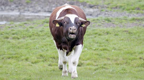 atacat taur rani grave evisceratie barlad