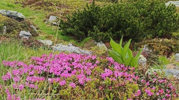 muntii rodnei femeie filmat parcul national muntii rodnei