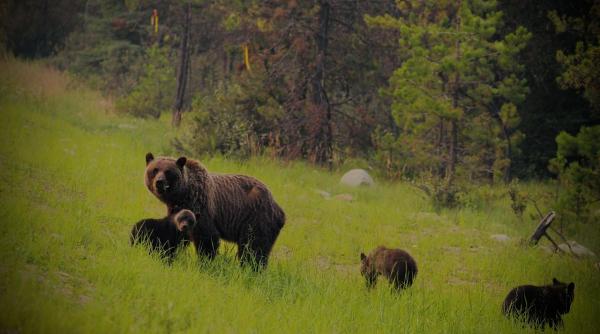 ursi cote preventie zone campie