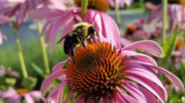 15 plante perene infloresc toata vara