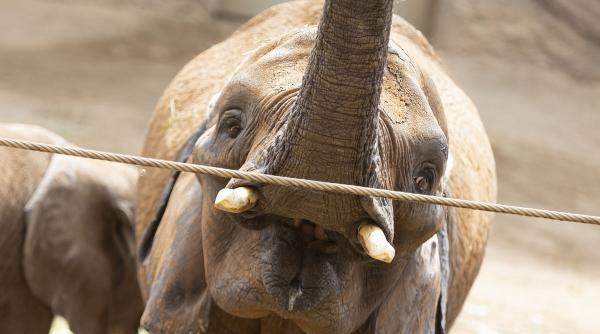 un elefant thailandez acasa dupa 20 de ani