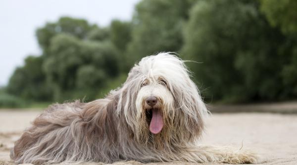 purici capuse infestare caini paraziti externi iarba