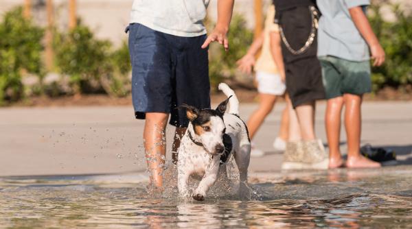 canicula invizibila loveste europa
