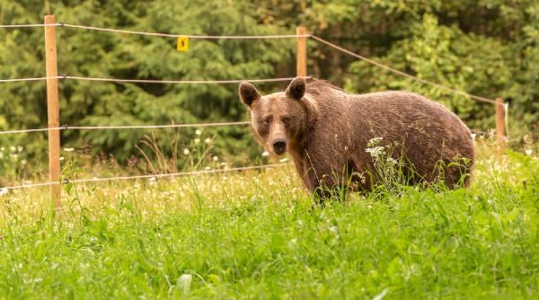 achizitionarea si instalarea sistemelor de protectie garduri electrice pentru animalele domestice pentru culturile agricole si bunurile materiale