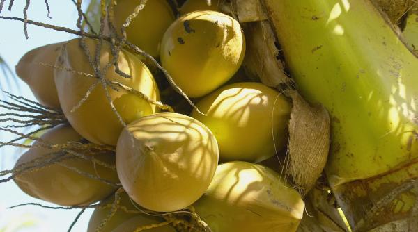 beneficii zahar cocos organism scade tensiunea arteriala colesterolul slabire