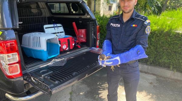 soim calator salvat politisti protectia animalelor