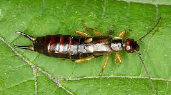 7 moduri simple scapi urechelnite departe casa