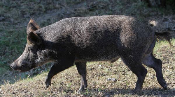 mistretii invazie localnici dealurile oradea