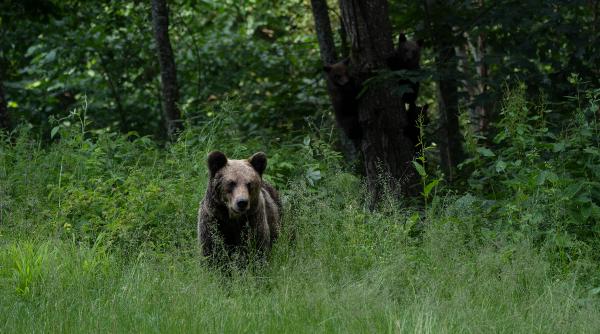 mesaj ro alert urs in comuna osorhei din bihor