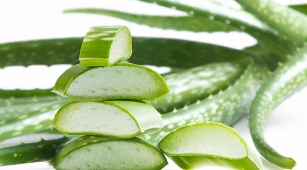 beneficiile sucului de aloe vera pentru sanatate mituri si adevar