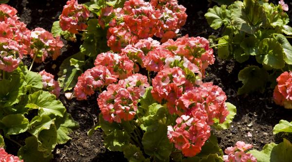 cum poti salva muscata crescut prea mult