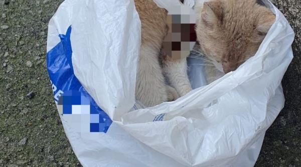 femeie amenda abandon pisica