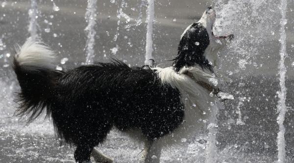elena mateescu canicula nopti tropicale