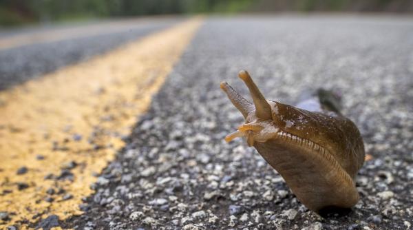 invazie limacsi pagube uriase solutii naturale impotriva melci