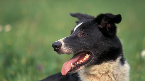 5 cele mai usor dresat rase caini