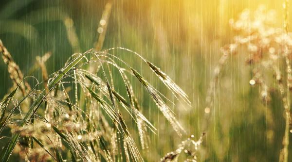 efecte nocive chimicale poluantii organici persistenti