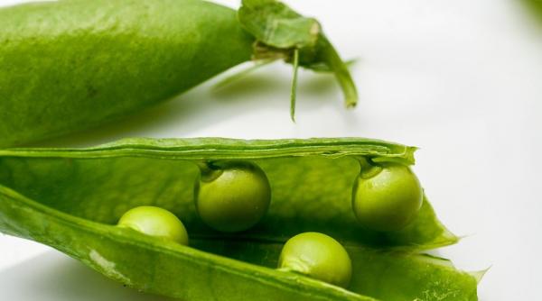 pitagora fasole poveste taur sacru