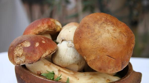 atentie ciuperci romania exista mii specii ciuperci doar cateva sute consumate