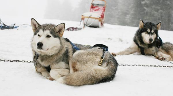 atentie muscaturi caini 10 rase adorabile periculoase