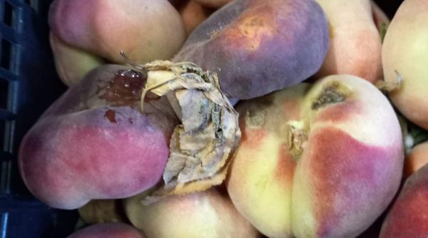 rugina mizerie fructe stricate firma catering constanta asigura mancare pacienti spitale