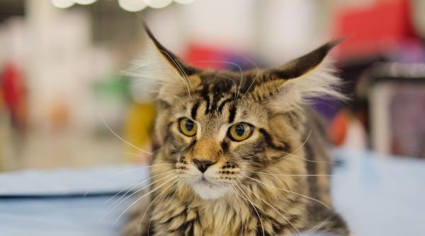 10 cele mai inteligente rase de pisici si cum le poti dresa