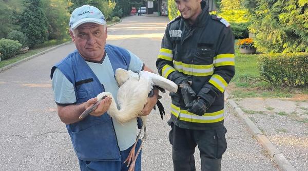 pui barza epuizat zbor salvat pompieri
