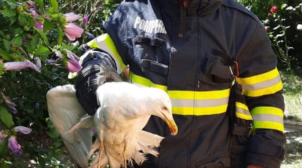 pui pescarus blocat jgheab scurgere apa salvat pompieri