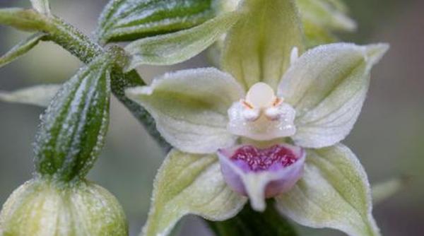 orhidee bucegi descoperire