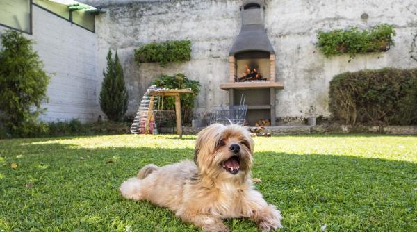 aliment delicios periculos caini simptome intoxicare