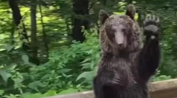 urs vedeta internet salut drum