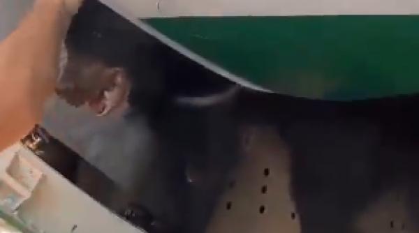 urs evadat cusca cala avion