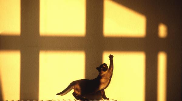 10 superstitii romanesti