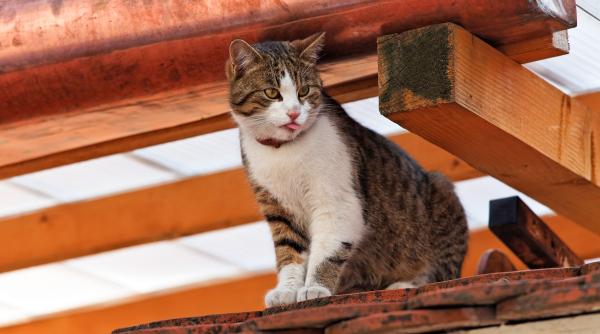 sindrom vestibular pisici simptome tratament