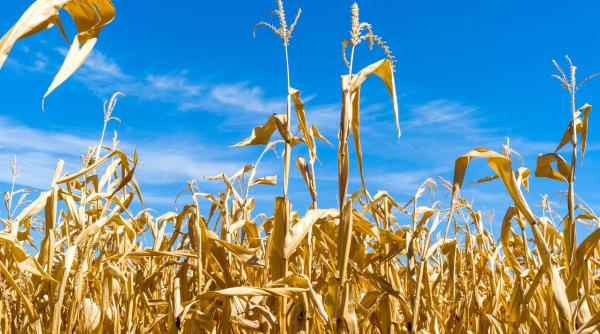 seceta parjolit agricultura