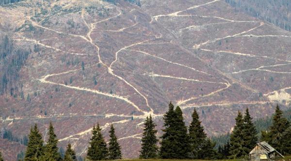 romsilva defrisari ilegale pagube