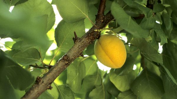 beneficii caise sanatate vitamine antioxidanti fibre